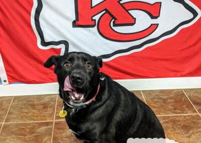Dog enjoying pet boarding at Captain Creek Ranch