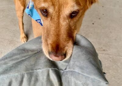 Dog holding pillow during boarding stay at Captain Creek Ranch