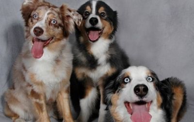 Grooming Dog Grooming